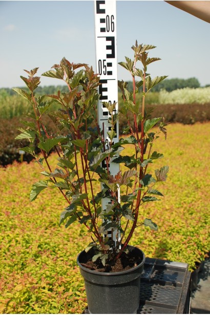 Саджанець Red Baron із насиченим бордовим листям.